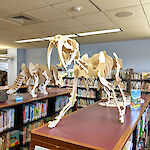 Thumbnail: A large wooden skeletal diorama of a sabertooth tiger, and behind it a triceratops, stand atop some shelving countertops.